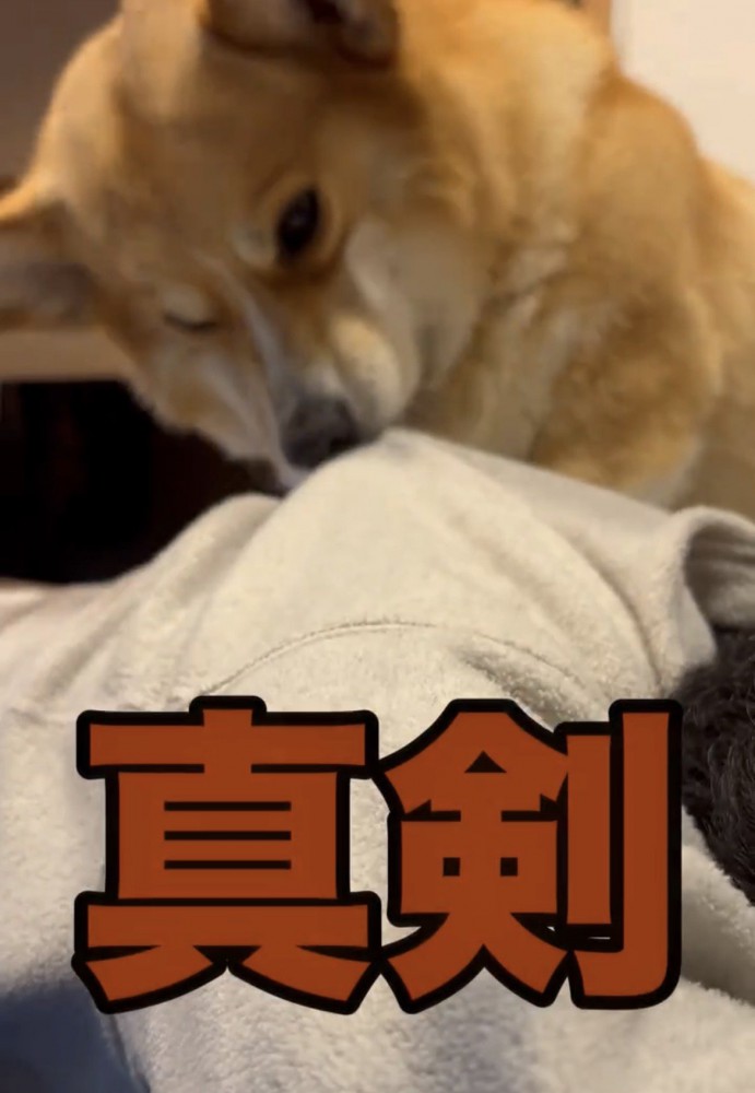 服をくわえる犬