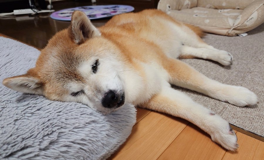 飼い主