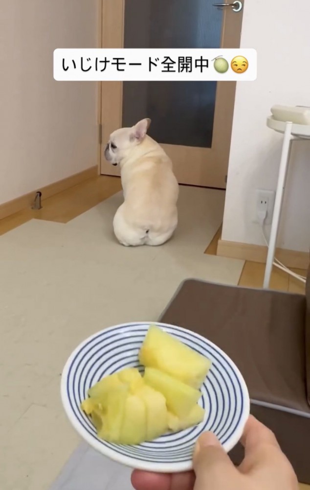 メロンを前に横目を向ける犬