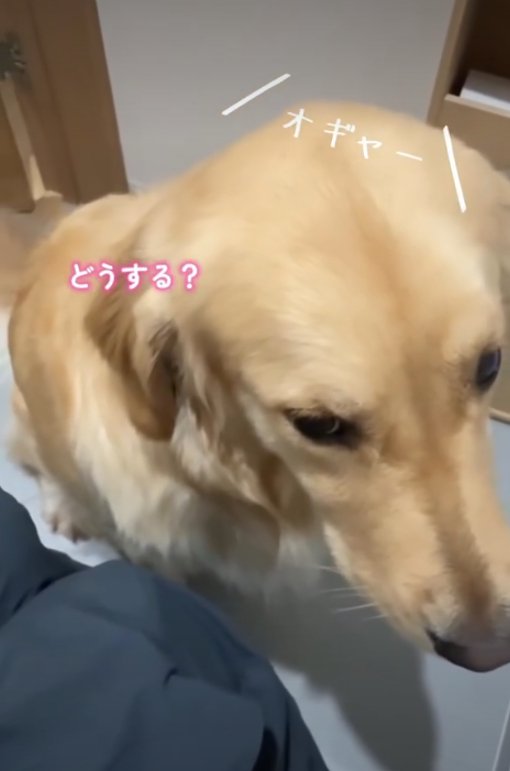 目を伏せる犬2