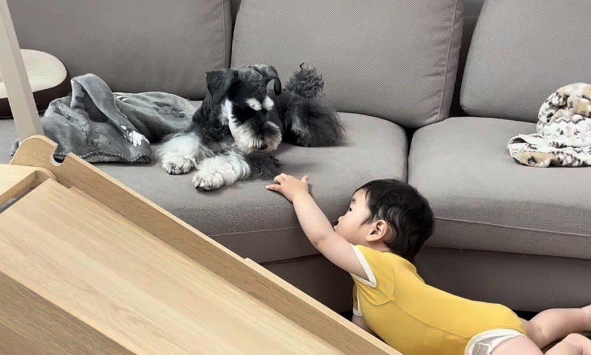 シュナウザーに向かって手を伸ばす赤ちゃん