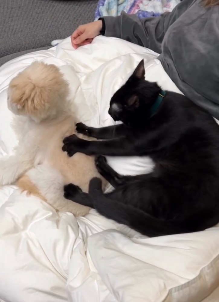 マッサージされる犬2