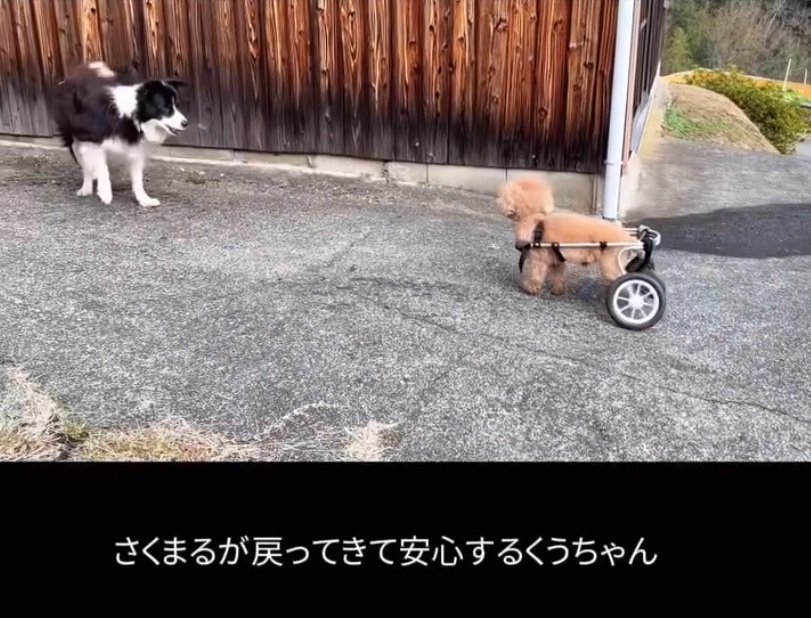 戻ってきた犬