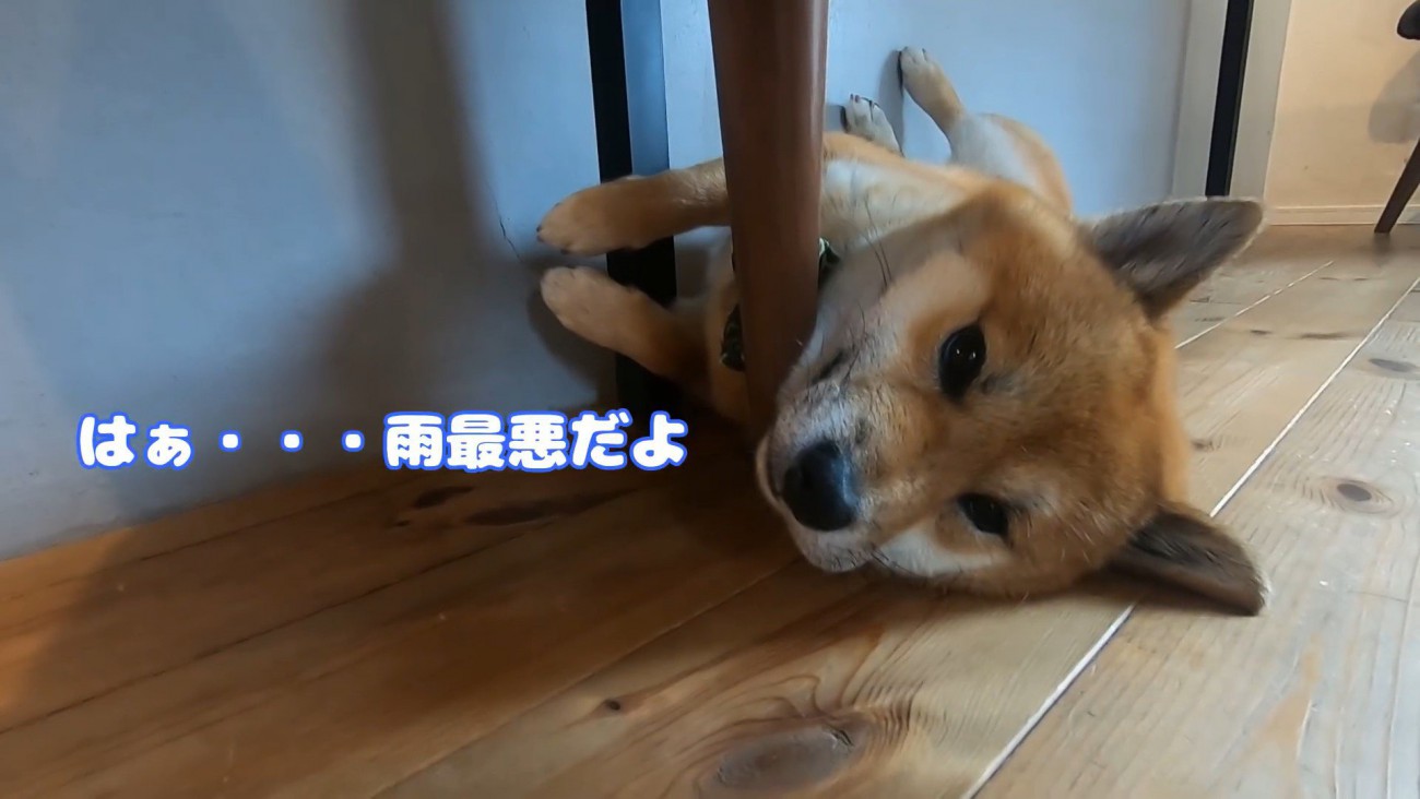 おにぎりくんの散歩拒否8