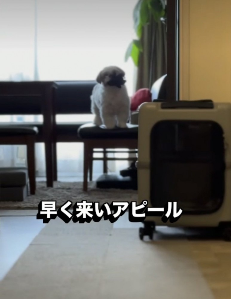 リビングで待つ犬