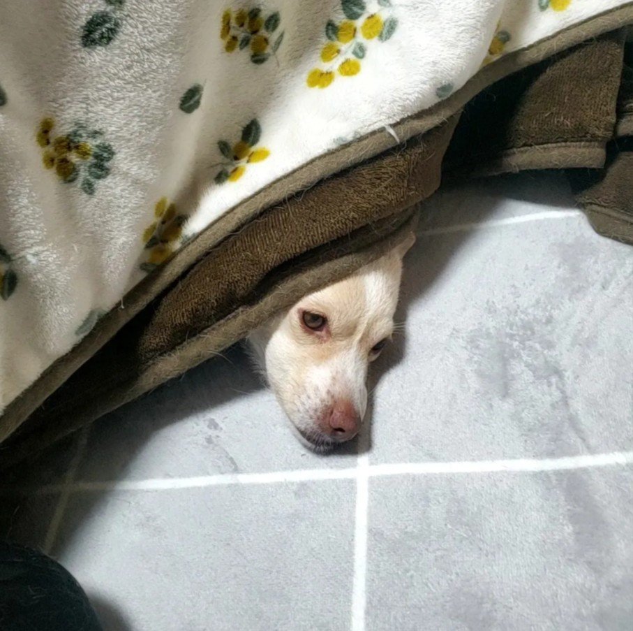 こたつからお顔をひょっこり♪