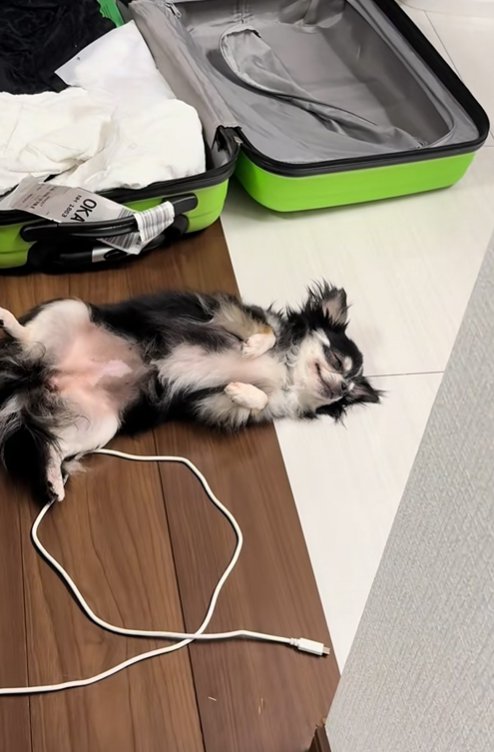 床に寝転がる小型犬