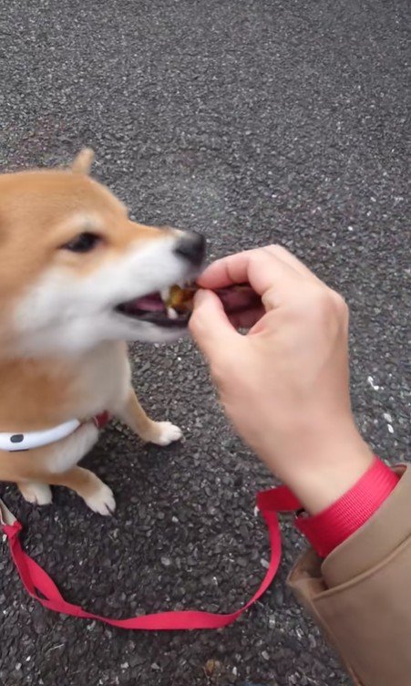 「♪イモイモ、最高～！」