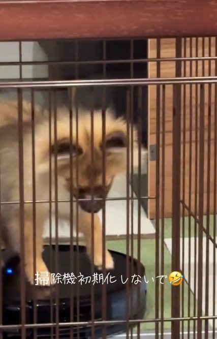 ロボットを見るナッツちゃん