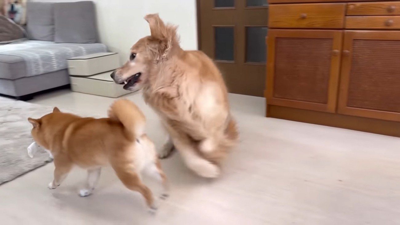 「持ってっちゃダメ～！！」