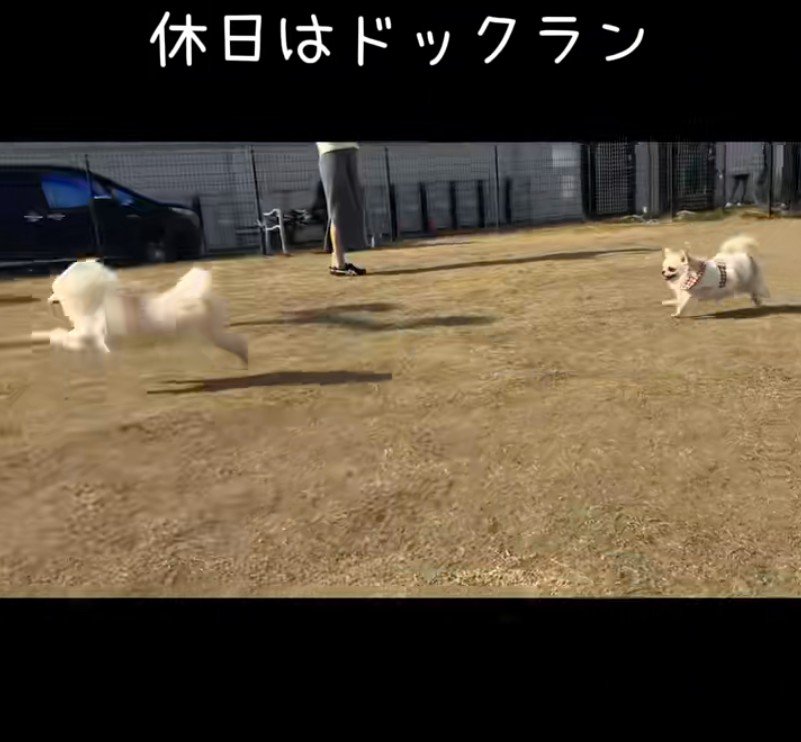 お散歩が大好き