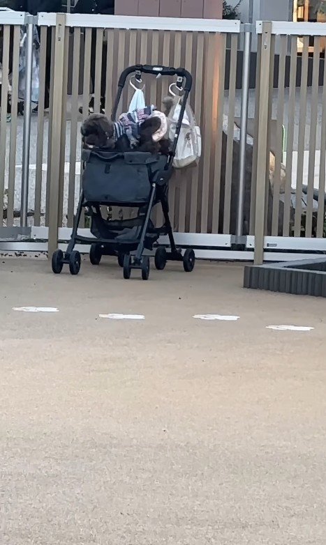 ドッグランでのジュプンちゃん6