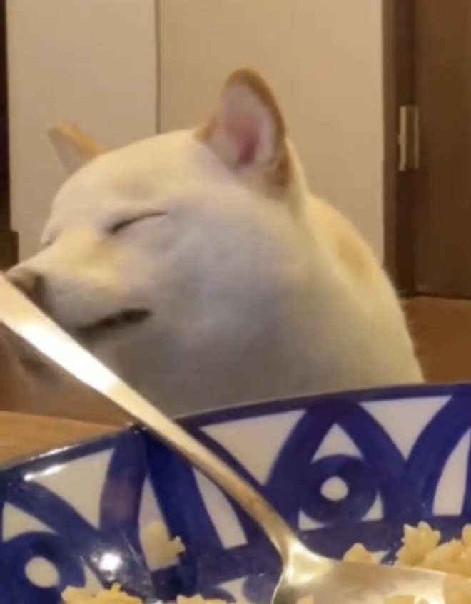 満足そうな犬