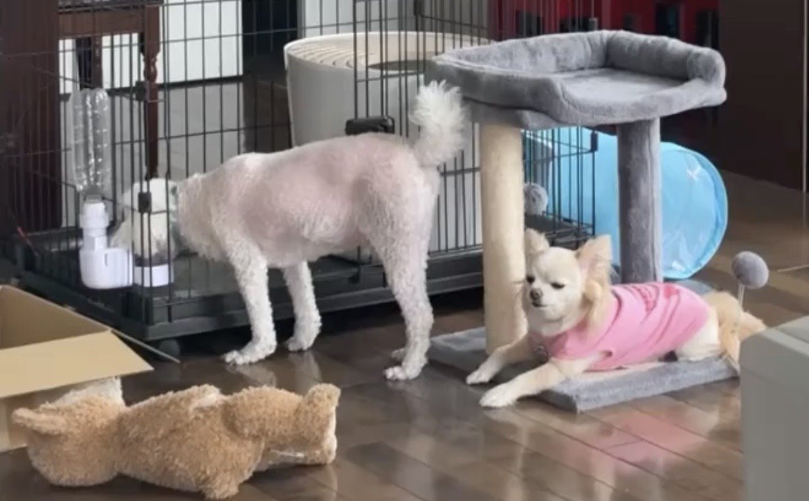 水を飲む犬を伏せて待つ犬