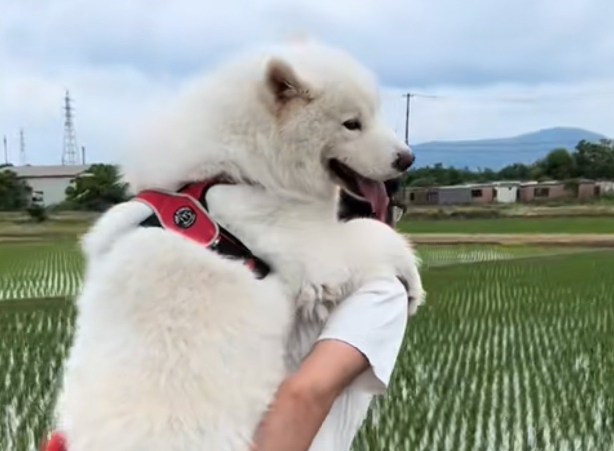 おんぶしてもらう大型犬4