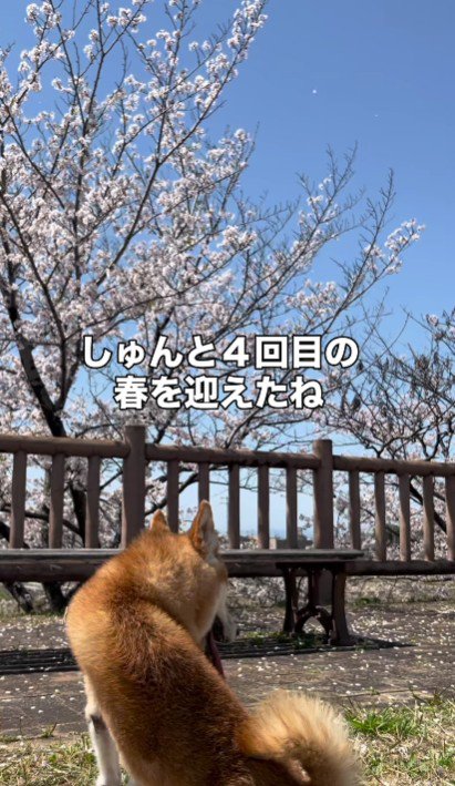 4回目の春を迎えた