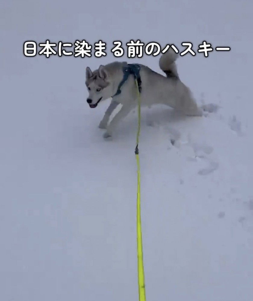 雪原を駆け回る犬