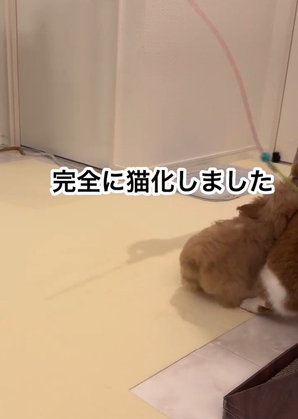 猫にぶつかるのえるちゃん