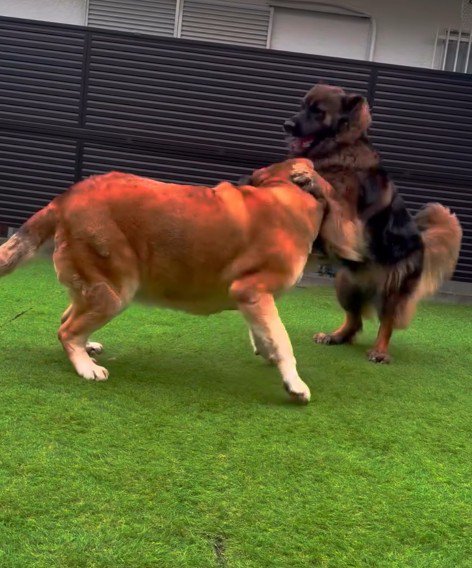 なかなか決着がつかない！？