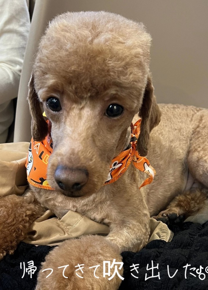 カメラを見る犬