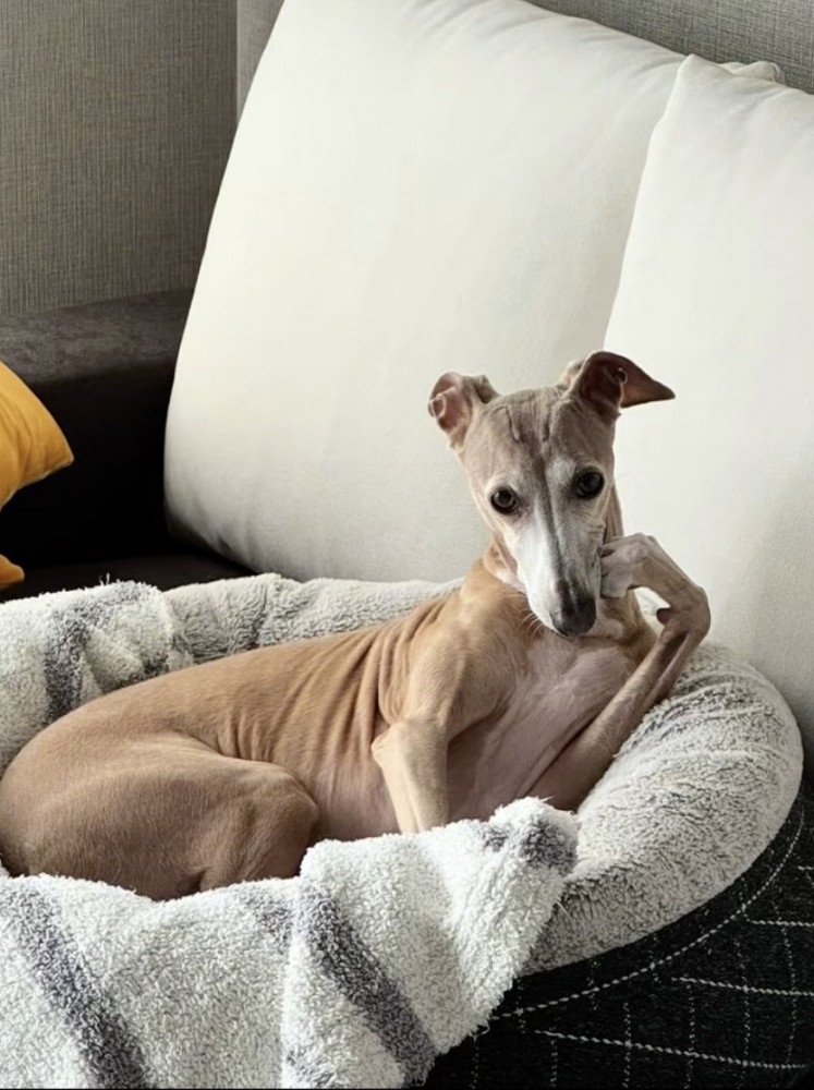 通常運転のこっちゃん