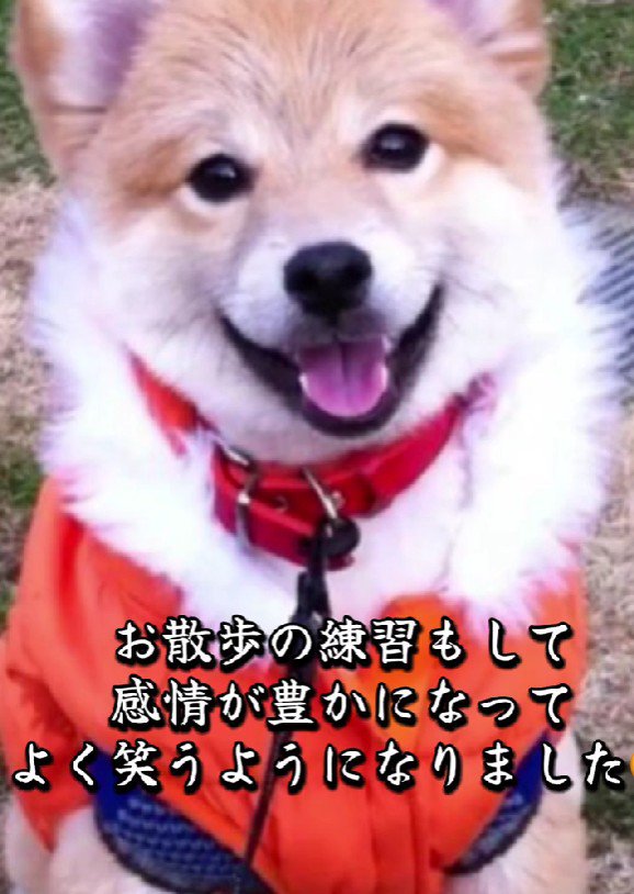 お散歩が大好きなわんこに！！