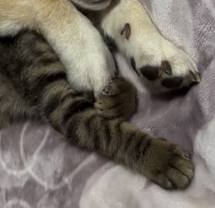 前脚が触れ合う犬と猫