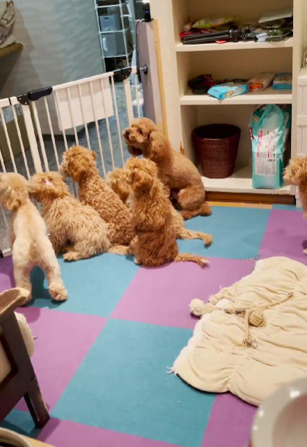 ぷぷちゃんが気付いた