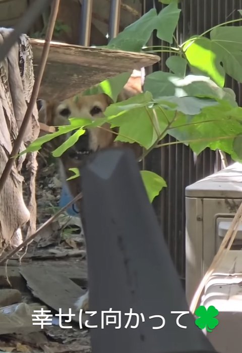 保護時の大型犬親子