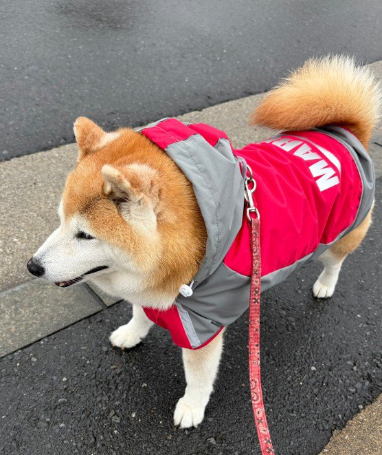 お散歩が終わっても…