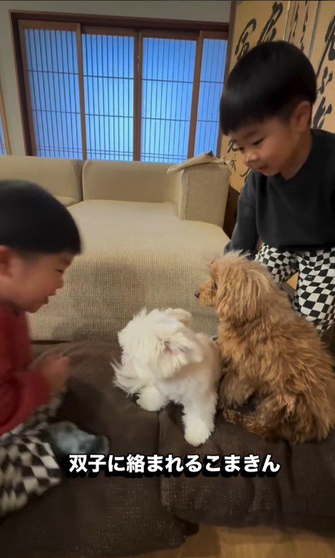 双子ちゃんに絡まれたら…
