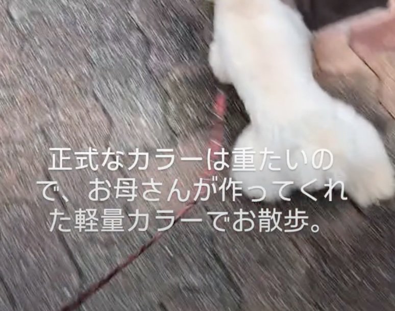 お散歩中のワンコが首に付けているのは…？