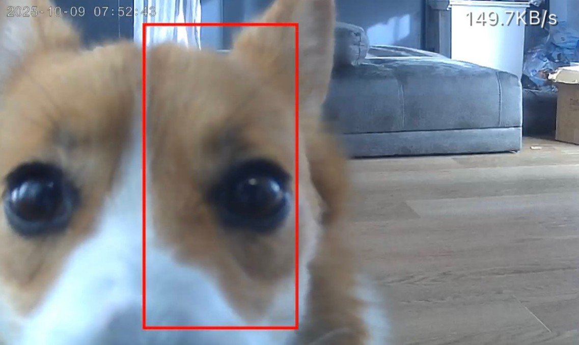 お留守番中のポムちゃん4