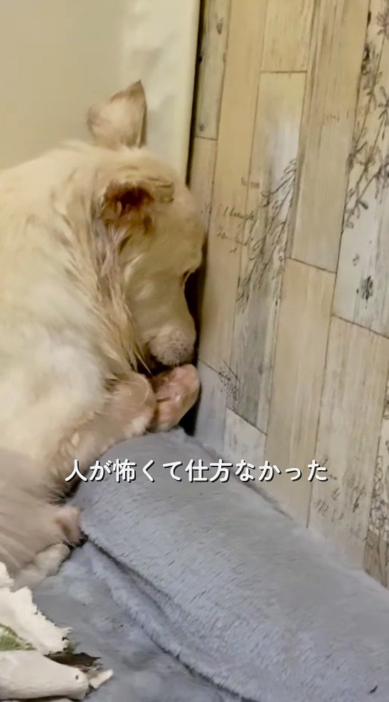 壁を見つめる犬