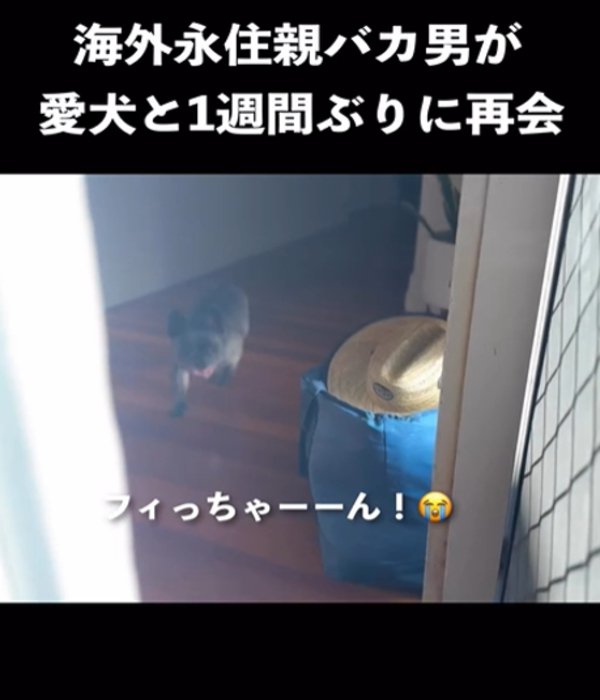 玄関前に現れる犬