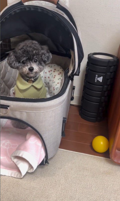 ハウスを失敗するさくらちゃん7