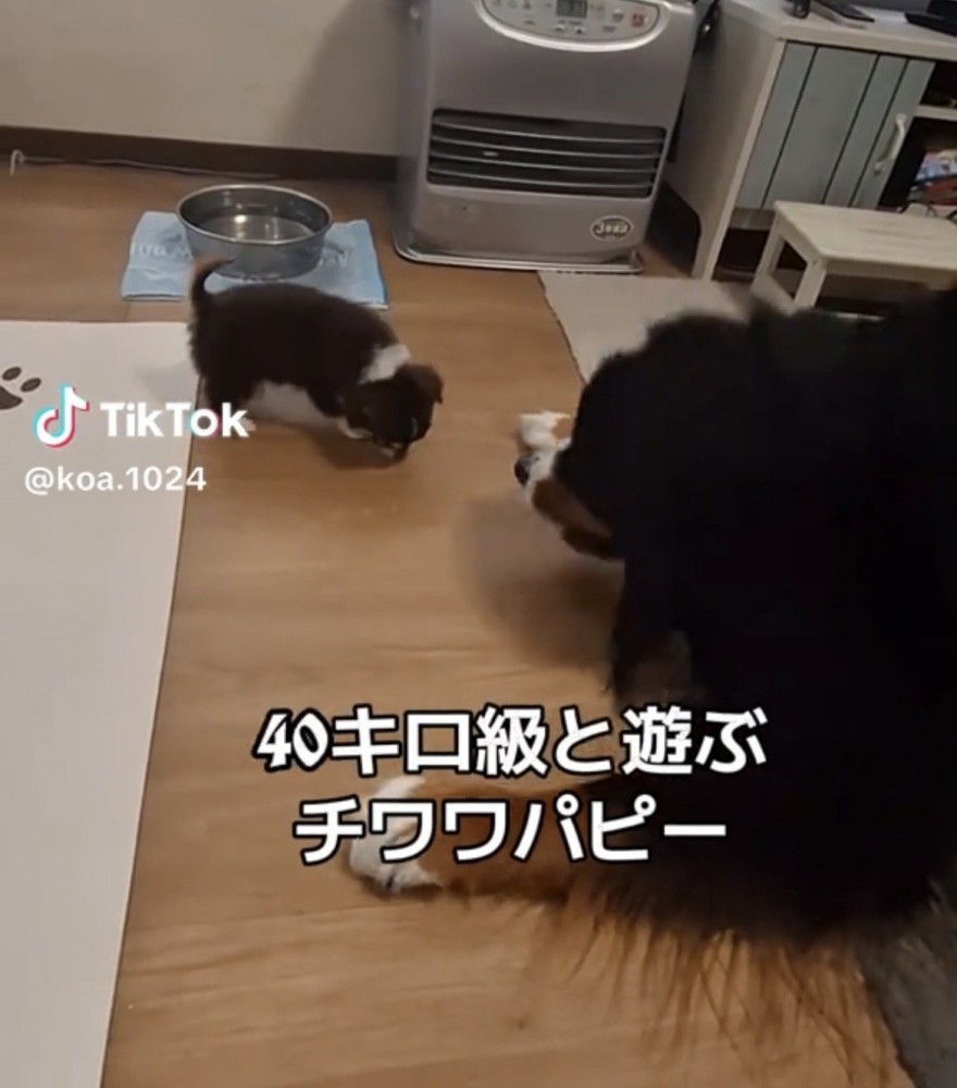 伏せをする大型犬と寄っていく子犬