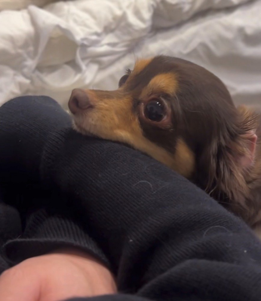 目がうるうるな犬