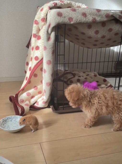 水を飲むハムスターと驚く犬