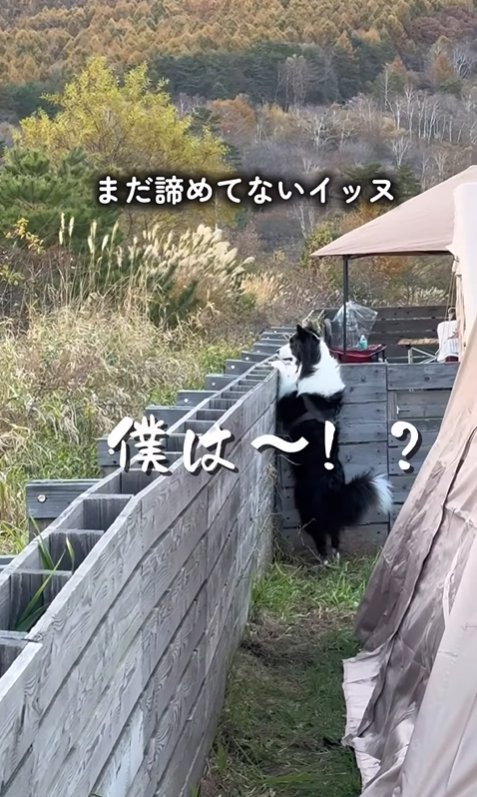 飼い主に訴える中型犬