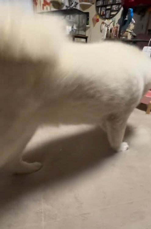 飼い主家族に褒められている秋田犬