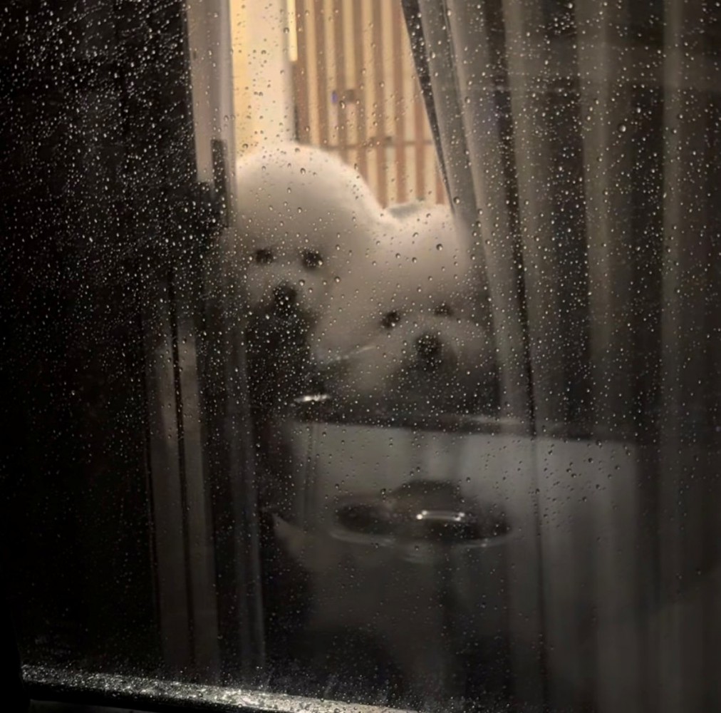 ぴったり並ぶ2匹の犬