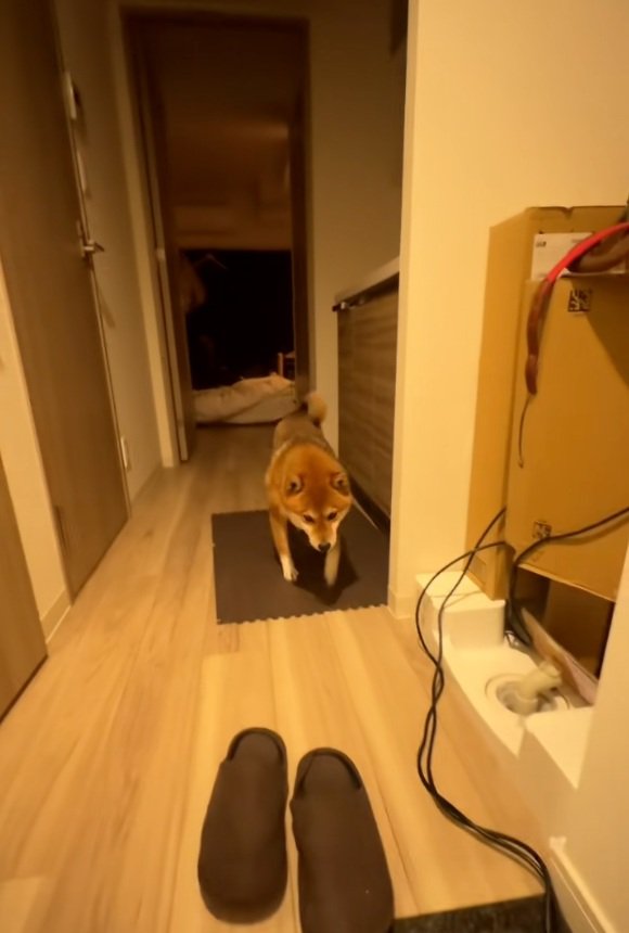 寝起きのイブキくん