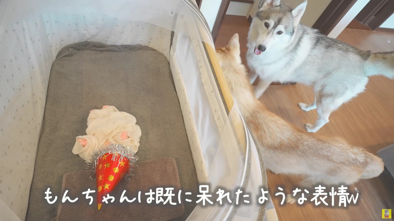 もんちゃんは呆れ顔…