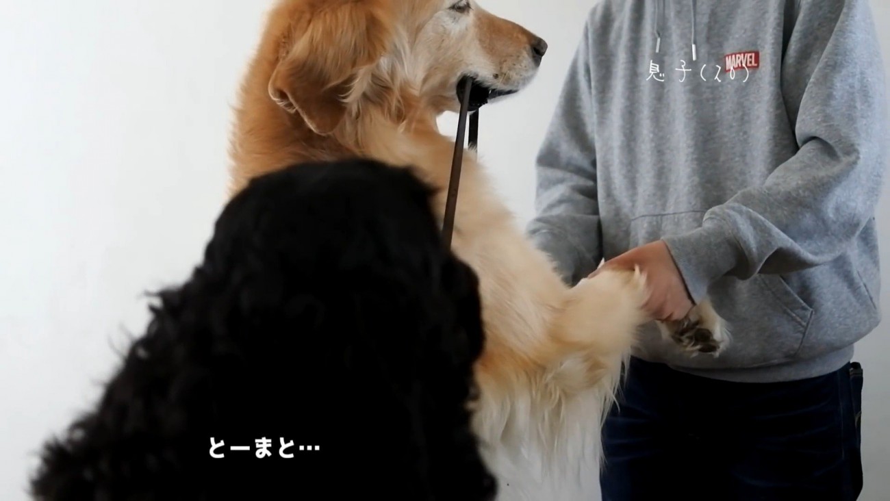 ルーク君をお散歩に誘った時の態度6