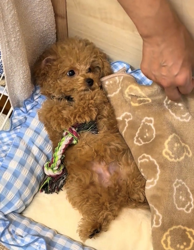 布団をめくられる犬