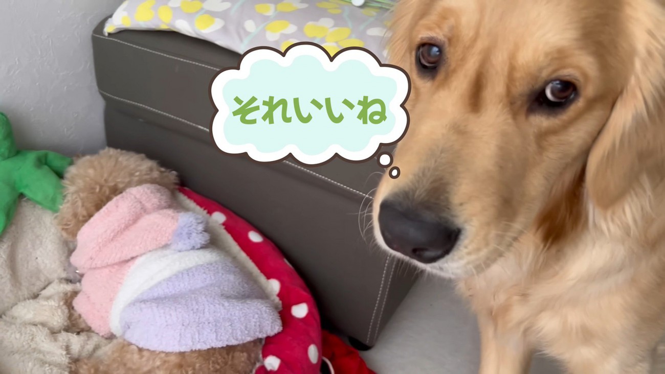 ベッドが羨ましいぷりんくん8