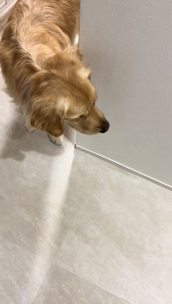 廊下の向こうから見つめる犬