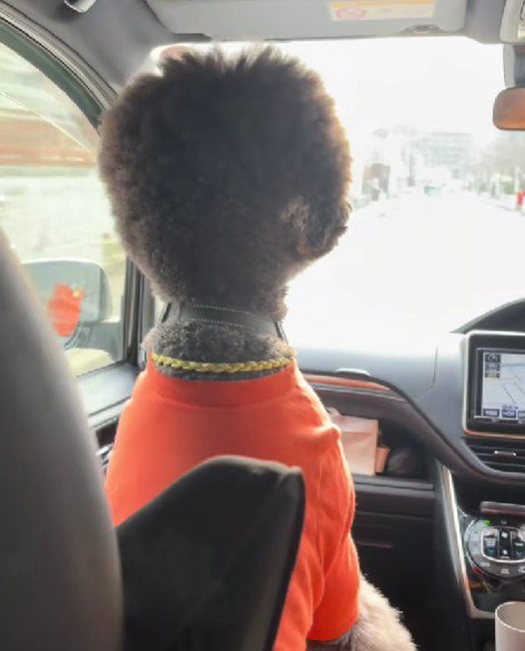 大きなワンコだった！！