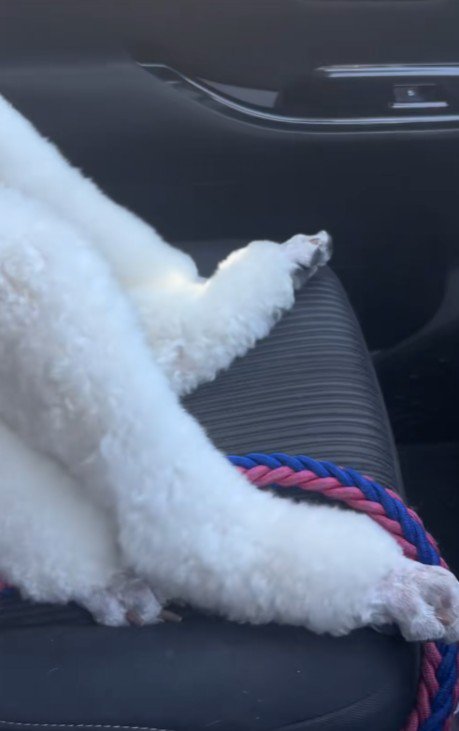 背中にチャックがある！？